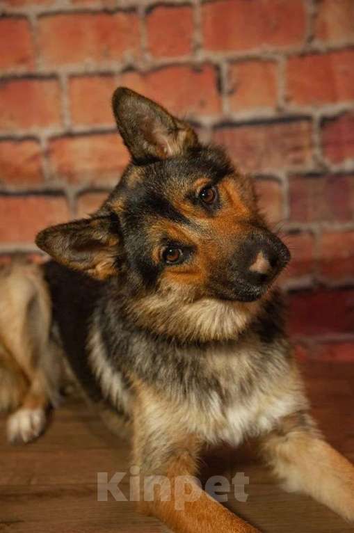 Собаки в Ногинске: Дейзи — дипломат с хвостом! Девочка, Бесплатно - фото 2