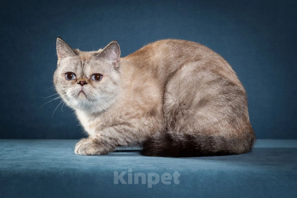 Кошки в Тюмени: Экзотическая короткошерстная кошка Девочка, 30 000 руб. - фото 2