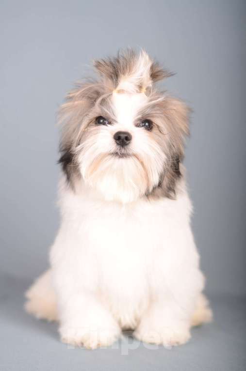 Собаки в Нижнем Новгороде: Мальчик цветного йорка Мальчик, 25 000 руб. - фото 1