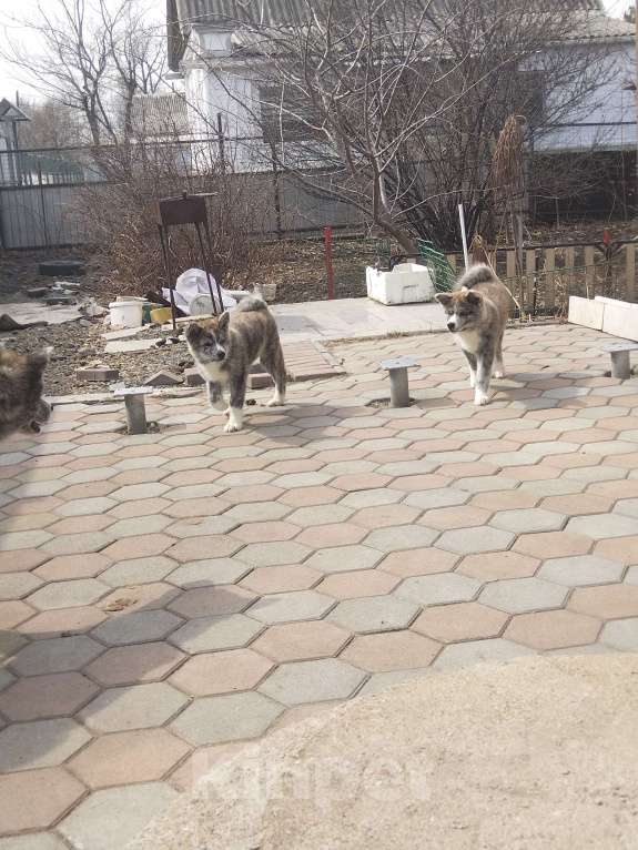 Собаки в Арсеньеве: Щенок акита Мальчик, 60 000 руб. - фото 2