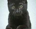 Кошки в Москве: Ищет свою семью малыш Уголек!  Мальчик, Бесплатно - фото 2