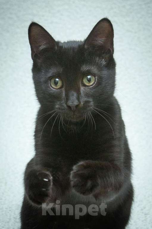 Кошки в Москве: Ищет свою семью малыш Уголек!  Мальчик, Бесплатно - фото 2