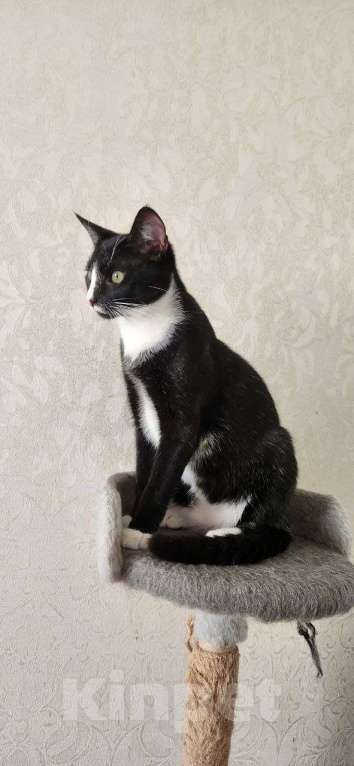 Кошки в Санкт-Петербурге: Ласковый кот в добрые руки Мальчик, Бесплатно - фото 2