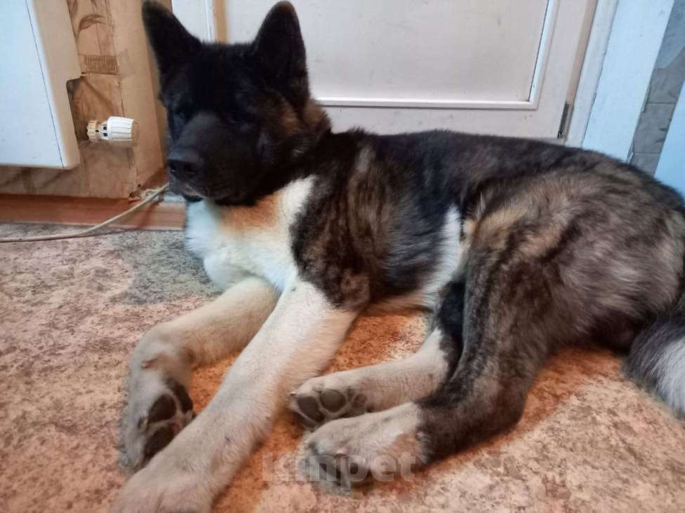 Собаки в других городах Московской области: Потерялся друг Мальчик, 50 000 руб. - фото 3