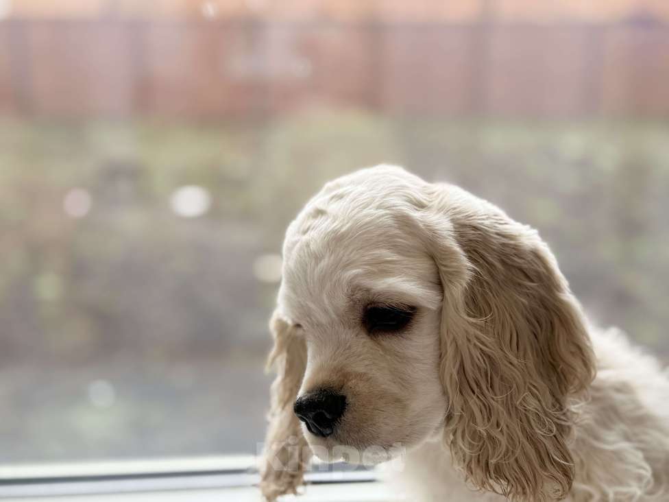 Собаки в Москве: Мальчик американского кокер спаниеля Мальчик, 50 000 руб. - фото 2