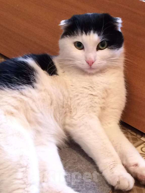 Кошки в Уфе: Кастрированный котик Милош, 350 руб. - фото 1