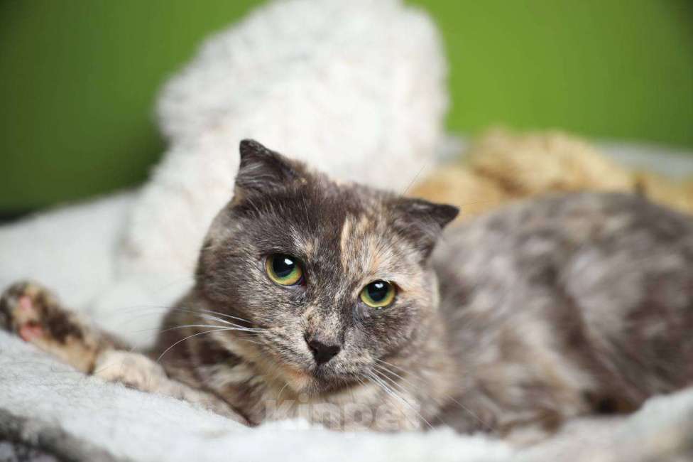 Кошки в Балашихе: Британская вислоухая кошка Паприка Девочка, Бесплатно - фото 6