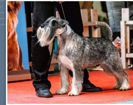 Щенок Миттельшнауцера