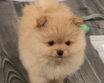 Собаки в Москве: Померанский шпиц мальчик Мальчик, 25 000 руб. - фото 4