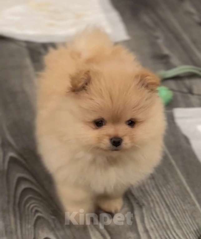 Собаки в Москве: Померанский шпиц мальчик Мальчик, 25 000 руб. - фото 4