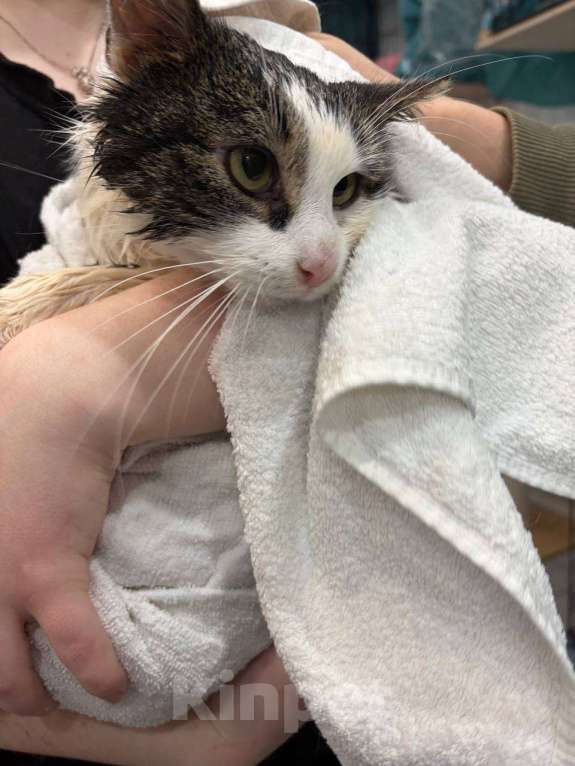 Кошки в Мурином: Кот-джентельмен, двухцветный, взрослый, ищет дом. Мальчик, Бесплатно - фото 3