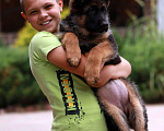 Собаки в Раменском: Шикарная девочка со стандартной шерстью  Девочка, 50 000 руб. - фото 6