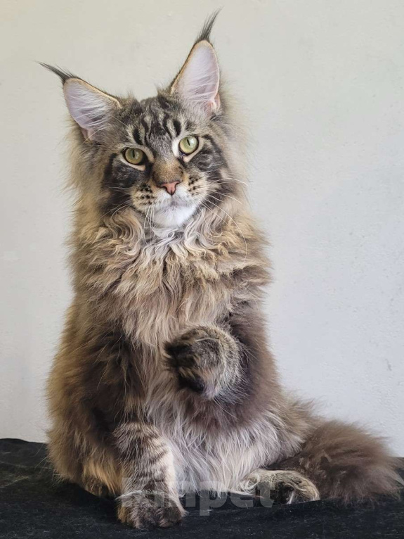 Кошки в Москве: Котенок мейн-кун  Мальчик, 45 000 руб. - фото 3