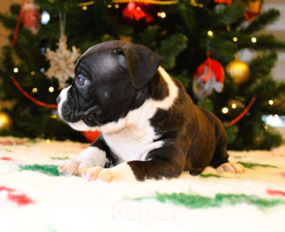 Собаки в других городах Московской области: Девочка американского стаффордширского терьера Девочка, 60 000 руб. - фото 2