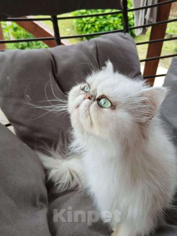 Кошки в других городах Московской области: Персидская зеленоглазая кошечка в добрые руки Девочка, Бесплатно - фото 2