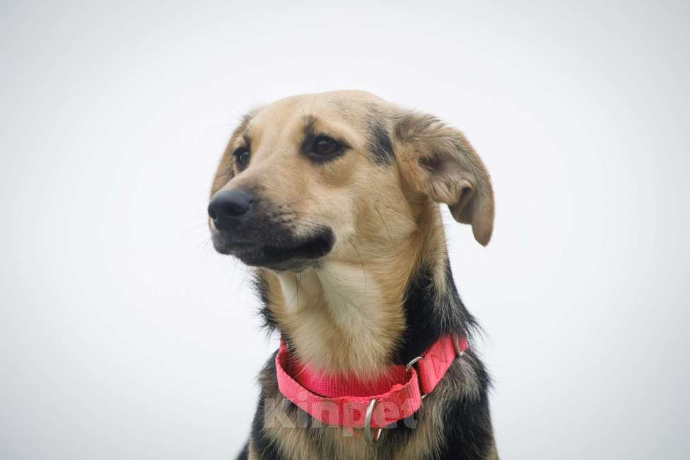 Собаки в Москве: Маленькая милашка Глория ищет дом Девочка, 1 руб. - фото 7