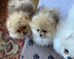 Собаки в Улане-Удэ: Мальчик померанского шпица Мальчик, 50 000 руб. - фото 3