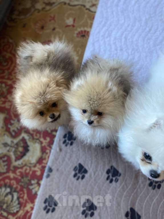 Собаки в Улане-Удэ: Мальчик померанского шпица Мальчик, 50 000 руб. - фото 3