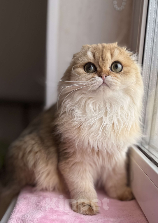 Кошки в Москве: Длинношерстная золотая вислоухая шиншилла Девочка, 40 000 руб. - фото 4