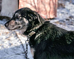 Собаки в Санкт-Петербурге: Ласковое солнышко Агата, добрейшая в мире собака  в добрые руки Девочка, 10 руб. - фото 2