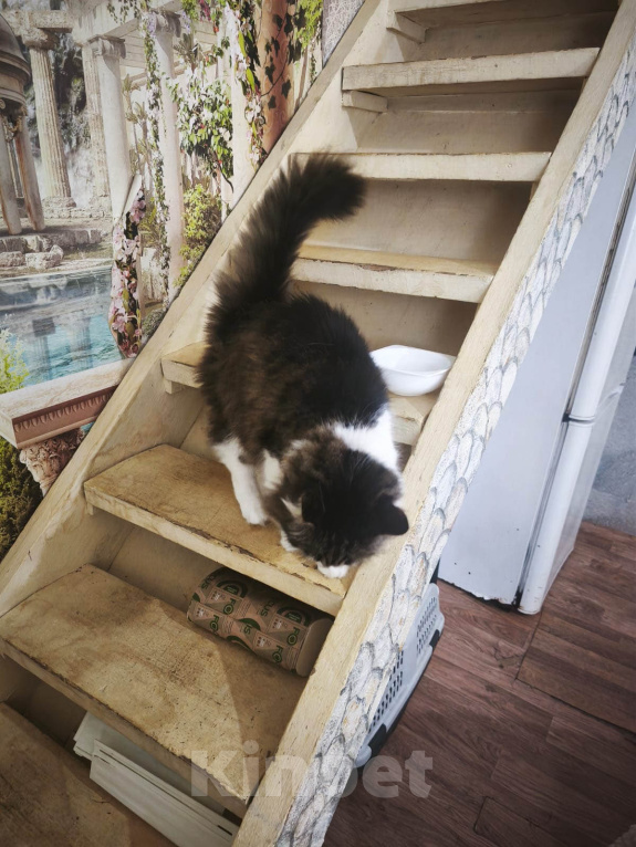 Кошки в Москве: Котик Милан ищет дом! Мальчик, Бесплатно - фото 3