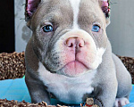 Собаки в Москве: Американский булли Микро Экзот Мальчик, 350 000 руб. - фото 1