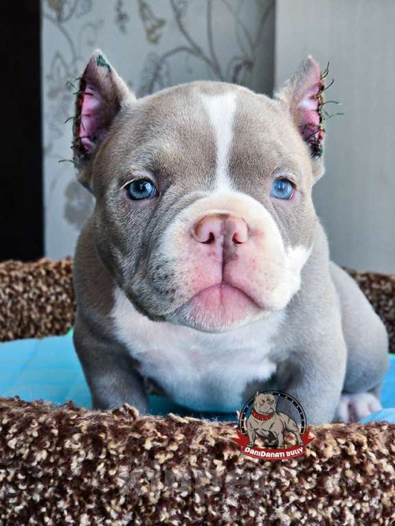 Собаки в Москве: Американский булли Микро Экзот Мальчик, 350 000 руб. - фото 1
