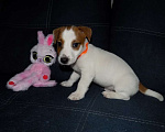 Собаки в Москве: Джек рассел терьер, мальчики Мальчик, 30 000 руб. - фото 9