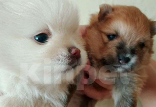 Собаки в Тамбове: шпиц щенки Девочка, 30 000 руб. - фото 2