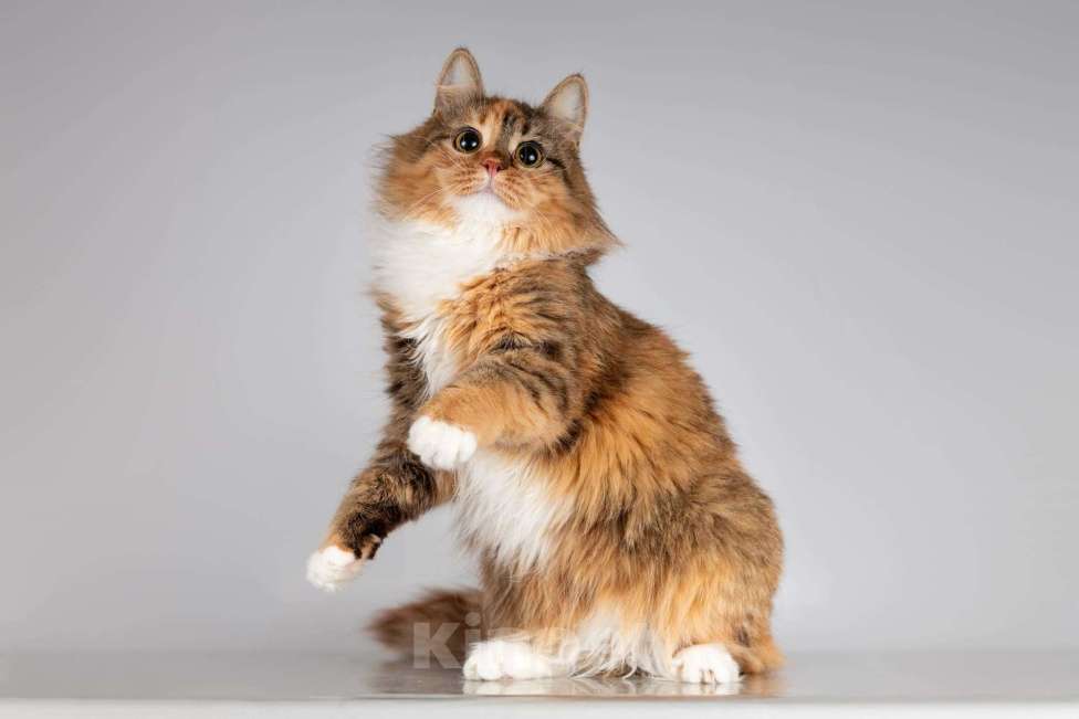 Кошки в Москве: Красавица Фиона в добрые руки. Девочка, Бесплатно - фото 4