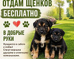 Собаки в других городах Московской области: В добрые руки Мальчик, Бесплатно - фото 1