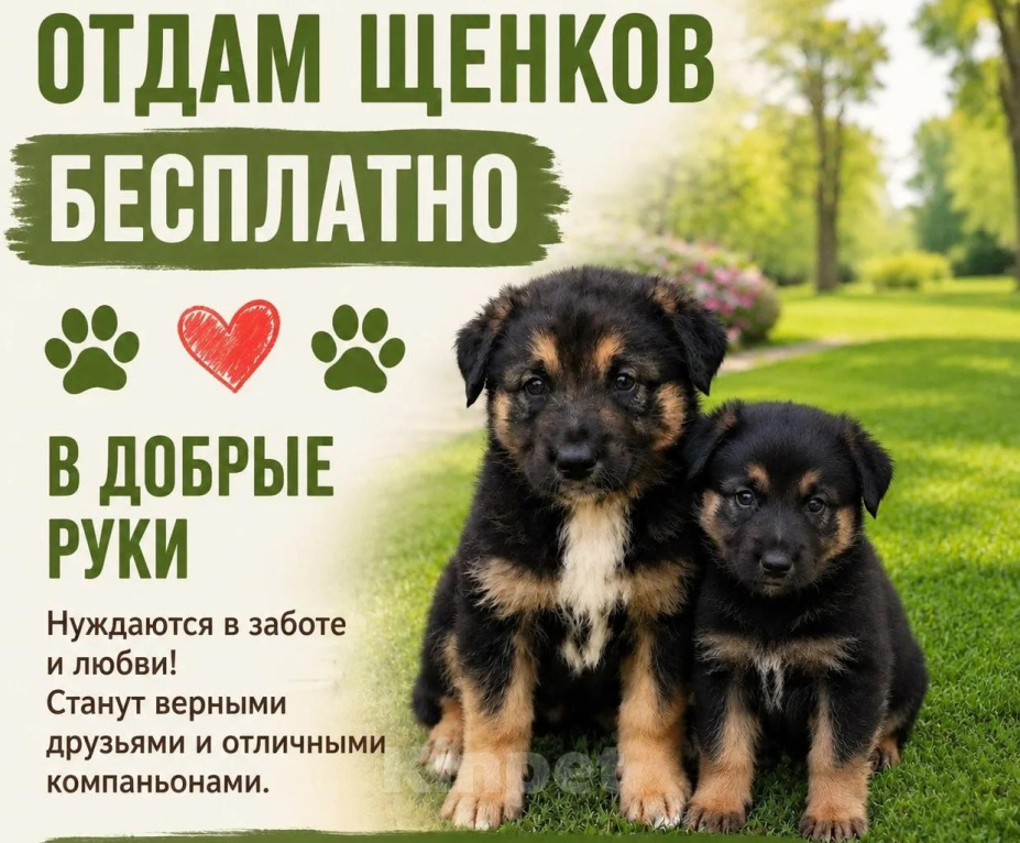Собаки в других городах Московской области: В добрые руки Мальчик, Бесплатно - фото 1