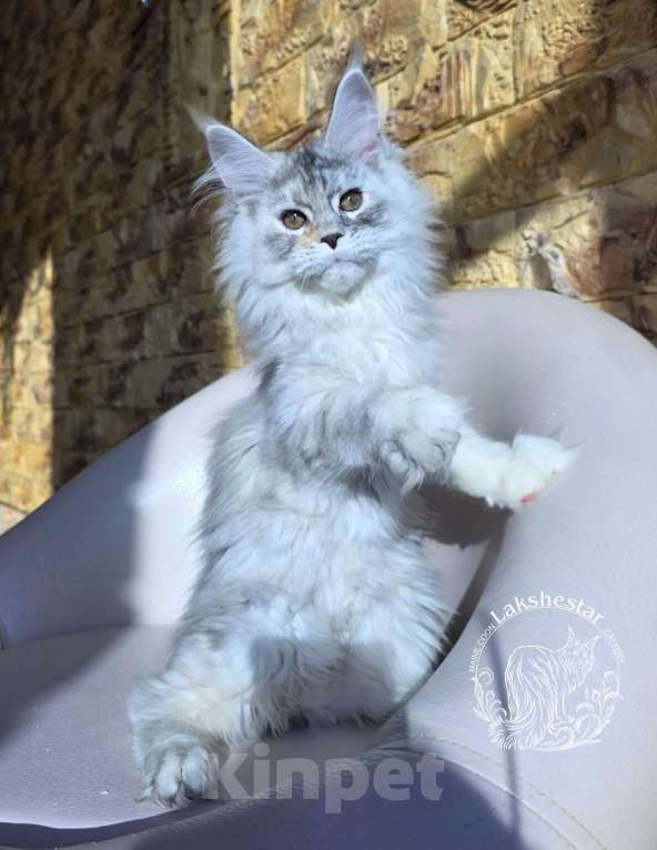 Кошки в Москве: Котенок мейн кун Девочка, 180 000 руб. - фото 8