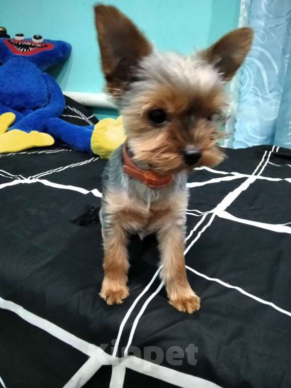 Собаки в других городах Тульской области: Продаётся девочка Девочка, 15 000 руб. - фото 3