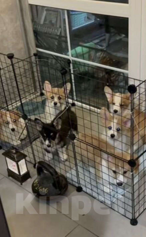 Собаки в Ростове-на-Дону: Вельш корги Пемброк триколор  Мальчик, 40 000 руб. - фото 2