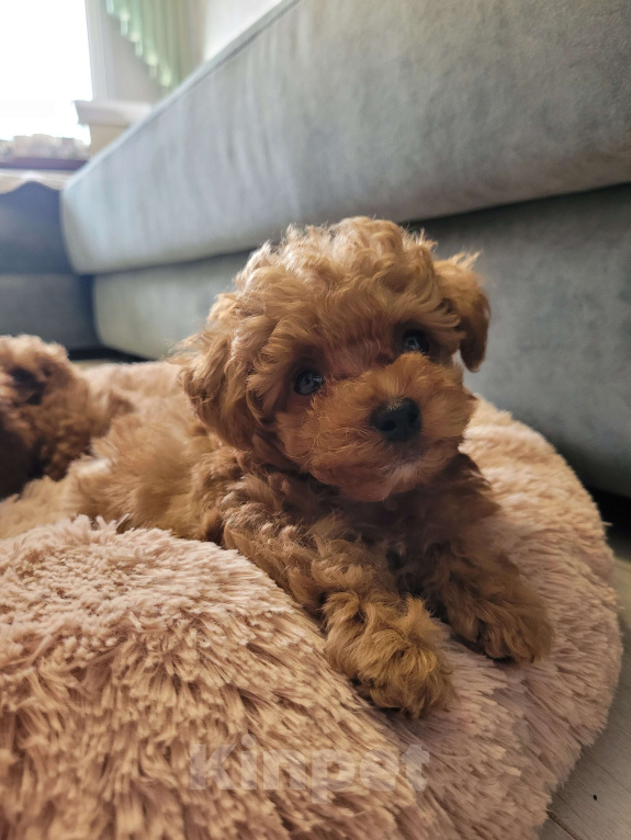 Собаки в Барнауле: Эксклюзивный щенок Мальтипу F1. Редкие крови Китая (Baby Face) Мальчик, 200 000 руб. - фото 2