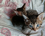 Кошки в Санкт-Петербурге: Продаю котенка Девочка, 5 000 руб. - фото 3
