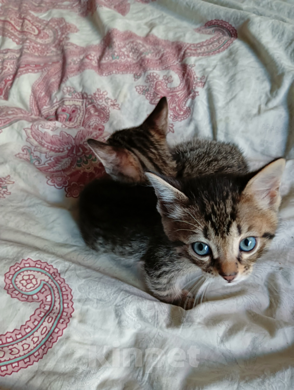 Кошки в Санкт-Петербурге: Продаю котенка Девочка, 5 000 руб. - фото 3