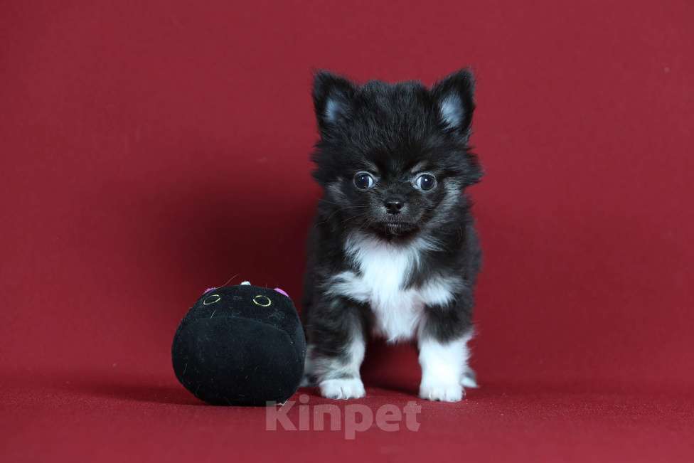 Собаки в Курске: Щенок чихуахуа Мальчик, Бесплатно - фото 5