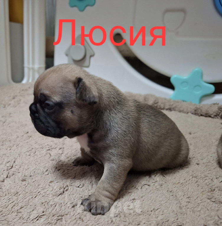 Собаки в Москве: Щенки французского бульдога РКФ Разнополые, 60 000 руб. - фото 6