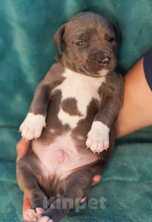 Собаки в Санкт-Петербурге: Голубой щенок прайтер Мальчик, 60 000 руб. - фото 2