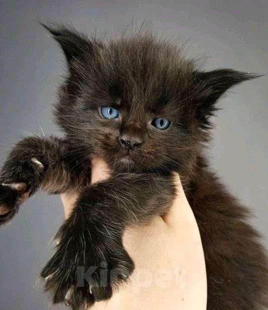 Кошки в Краснодаре: Чистокровный котёнок Мейн-кун, окрас чёрный солид  Мальчик, Бесплатно - фото 3