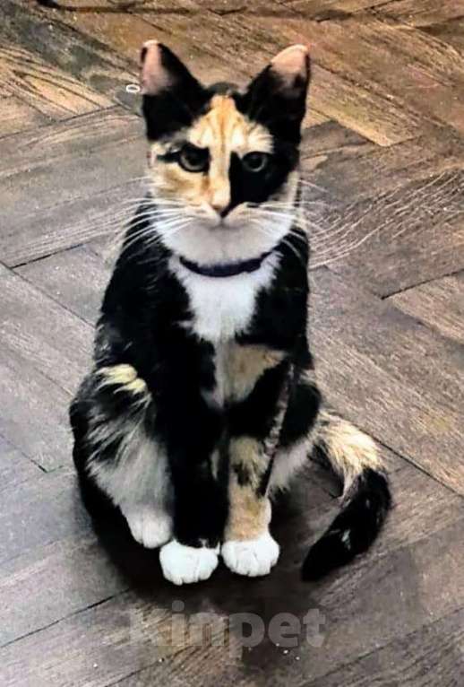 Кошки в Химках: Красавица Люси Девочка, Бесплатно - фото 5