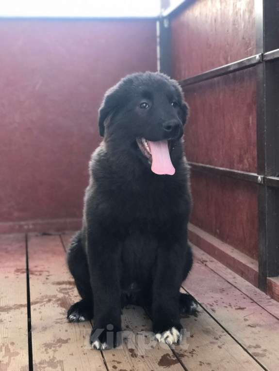 Собаки в других городах Тверской области: Тувинская овчарка щенок Девочка, 20 000 руб. - фото 3