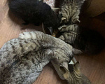 Кошки в Долгопрудном: Котятки ребятки в поиске дома Мальчик, Бесплатно - фото 7