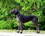 Собаки в Москве: Прекрасный представитель породы немецкий дог. Мальчик, Бесплатно - фото 2