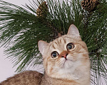 Кошки в Краснодаре: Шотландский котик., 25 000 руб. - фото 1
