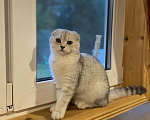 Кошки в Москве: Шотландский котенок, 10 000 руб. - фото 7