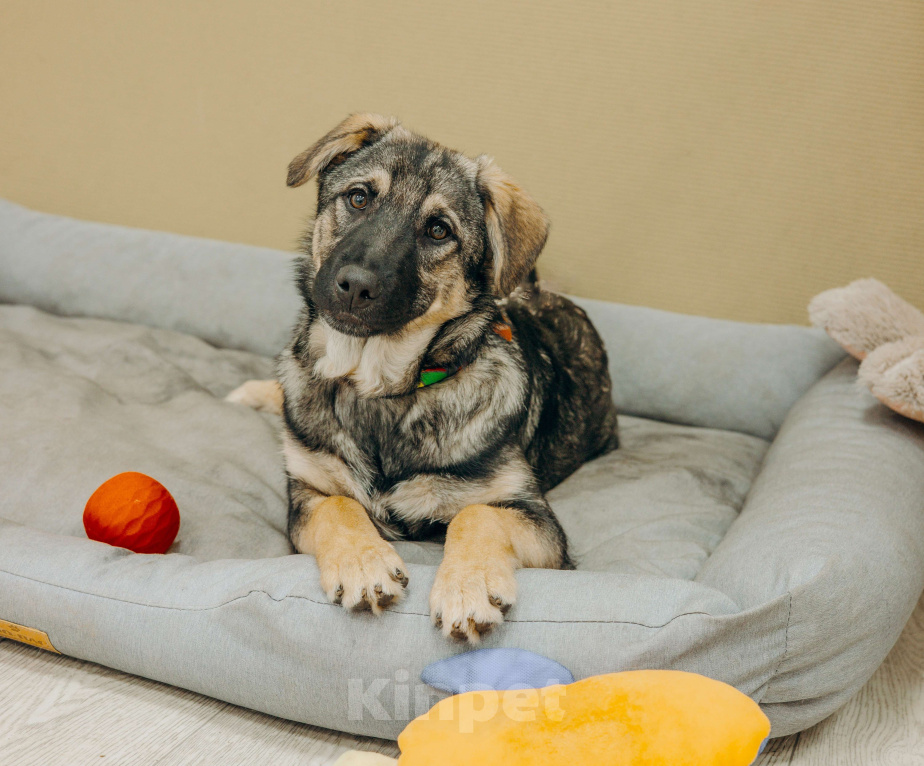 Собаки в Москве: Щенки бесплатно в Москве Мальчик, Бесплатно - фото 7