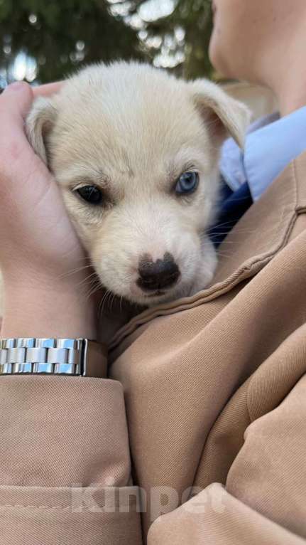 Собаки в других городах Воронежской области: Девочка  Девочка, Бесплатно - фото 2
